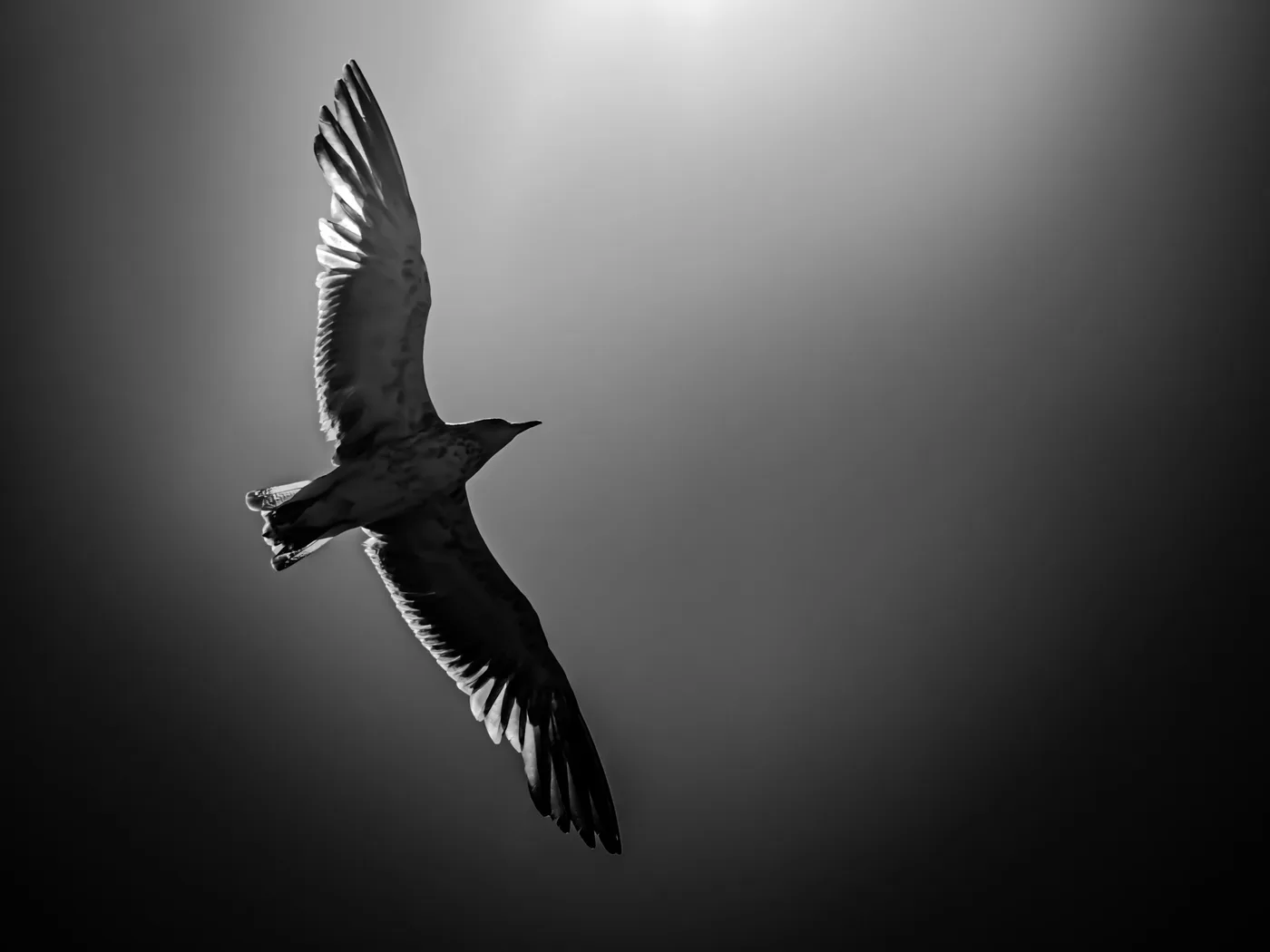 L'Envol, Mouette en vol en contre-jour, photographie noir et blanc