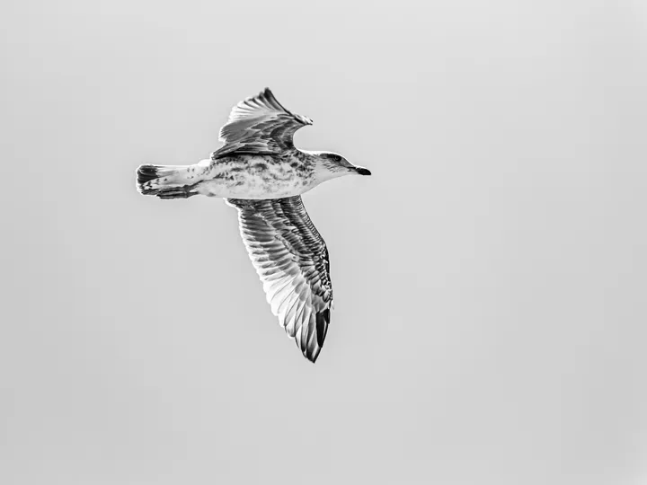 Plume à plume, Jeune mouette en vol sur fond blanc, détail des plumes en noir et blanc