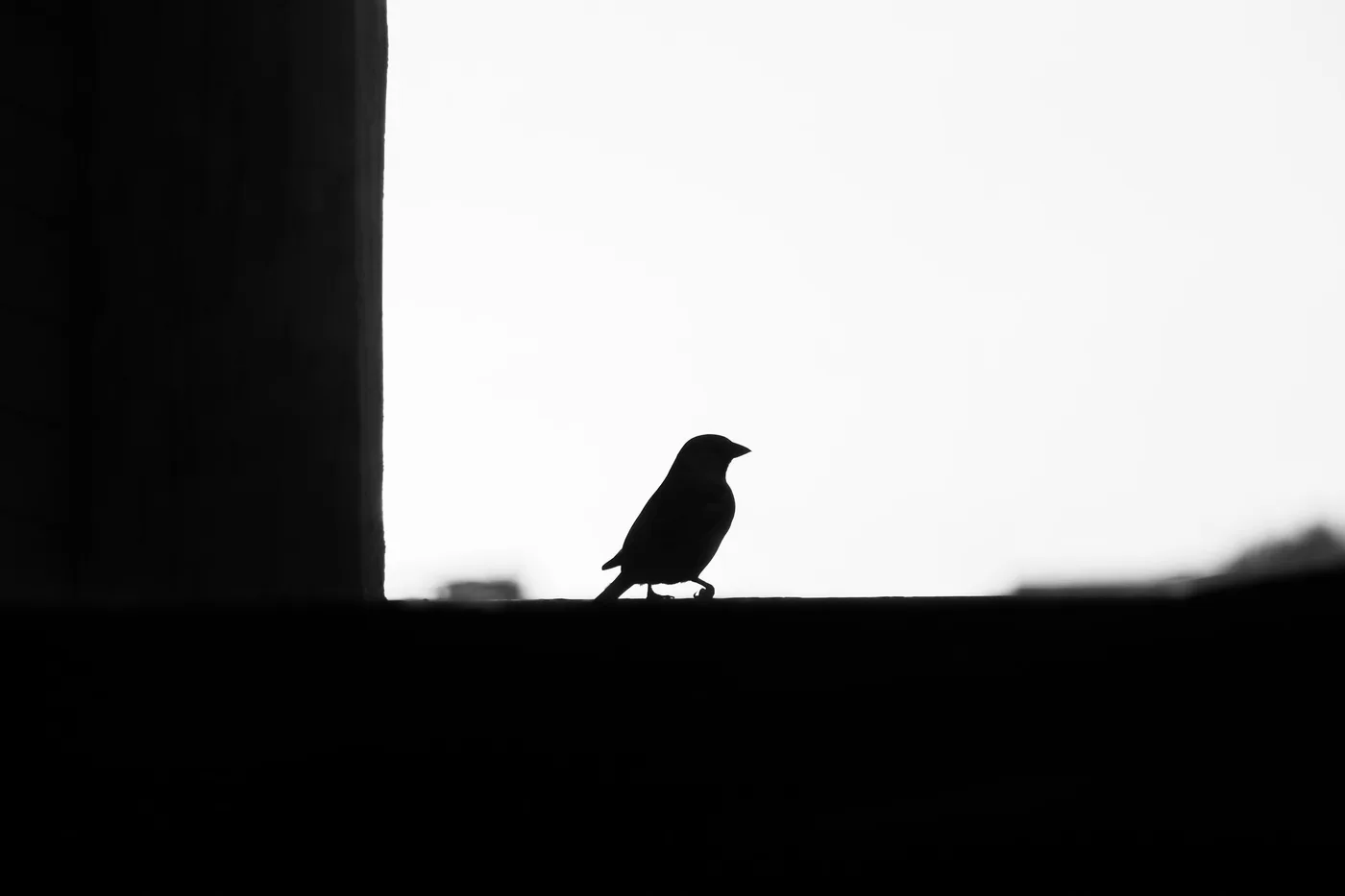 Seul, Silhouette d'un petit oiseau seul sur un rebord, contraste noir et blanc