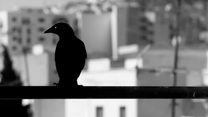 Le corbeau, Silhouette d'un corbeau sur une rambarde devant des immeubles flous