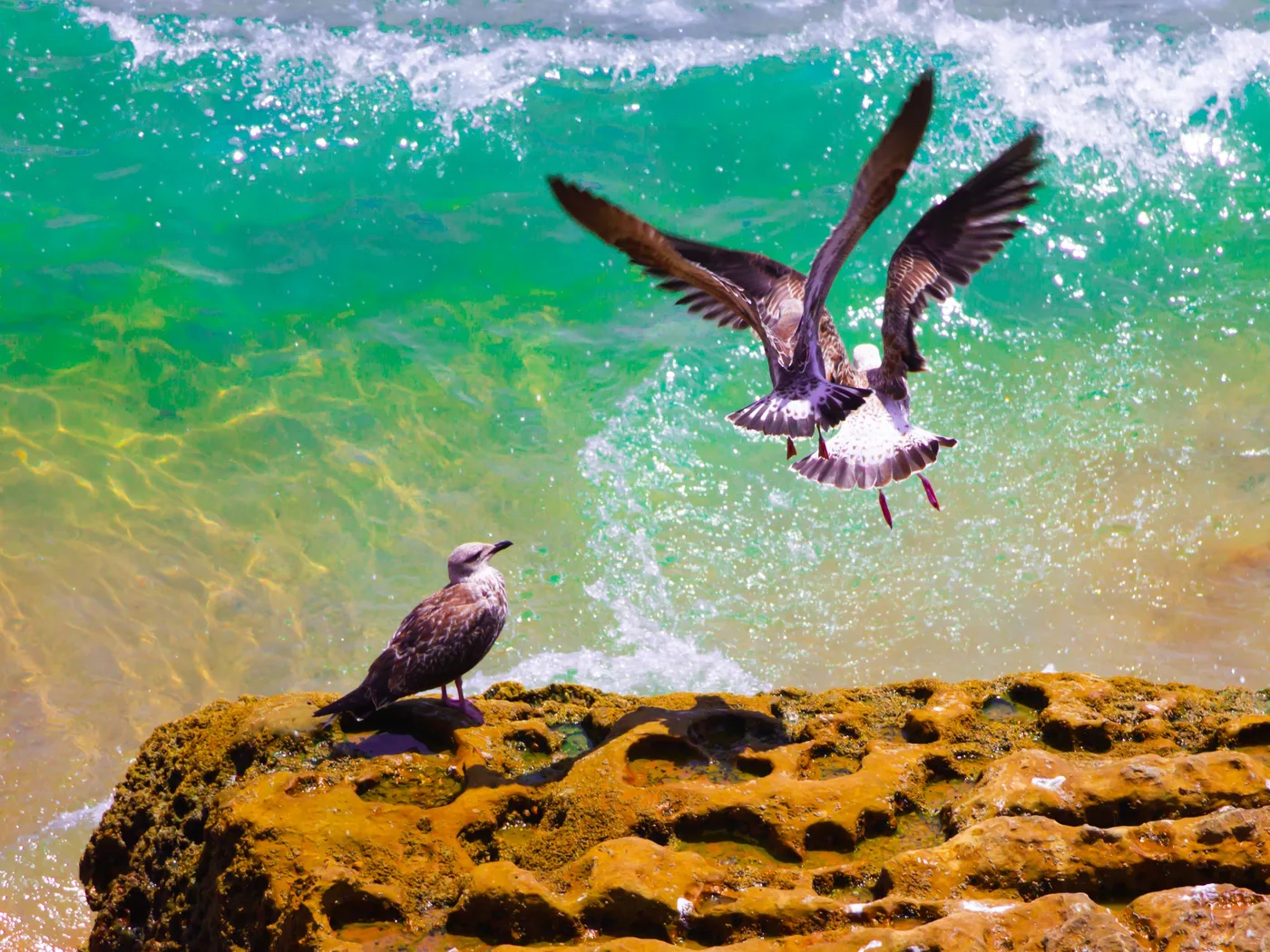 Trois mouettes, Trois mouettes sur un rocher devant une vague turquoise