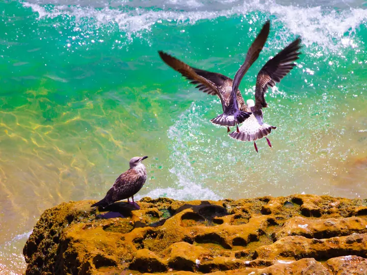 Trois mouettes, Trois mouettes sur un rocher devant une vague turquoise