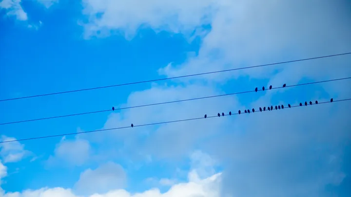 Partition, Oiseaux alignés sur des fils électriques devant un ciel bleu