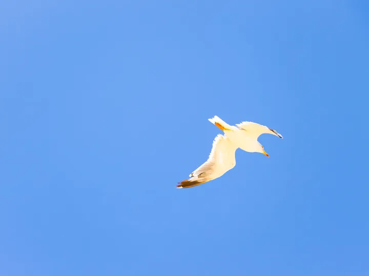 Cap à droite I, Mouette blanche en vol dans un ciel bleu uni