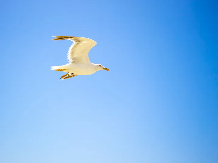 Cap à droite II, Mouette en vol horizontal dans un ciel bleu dégradé