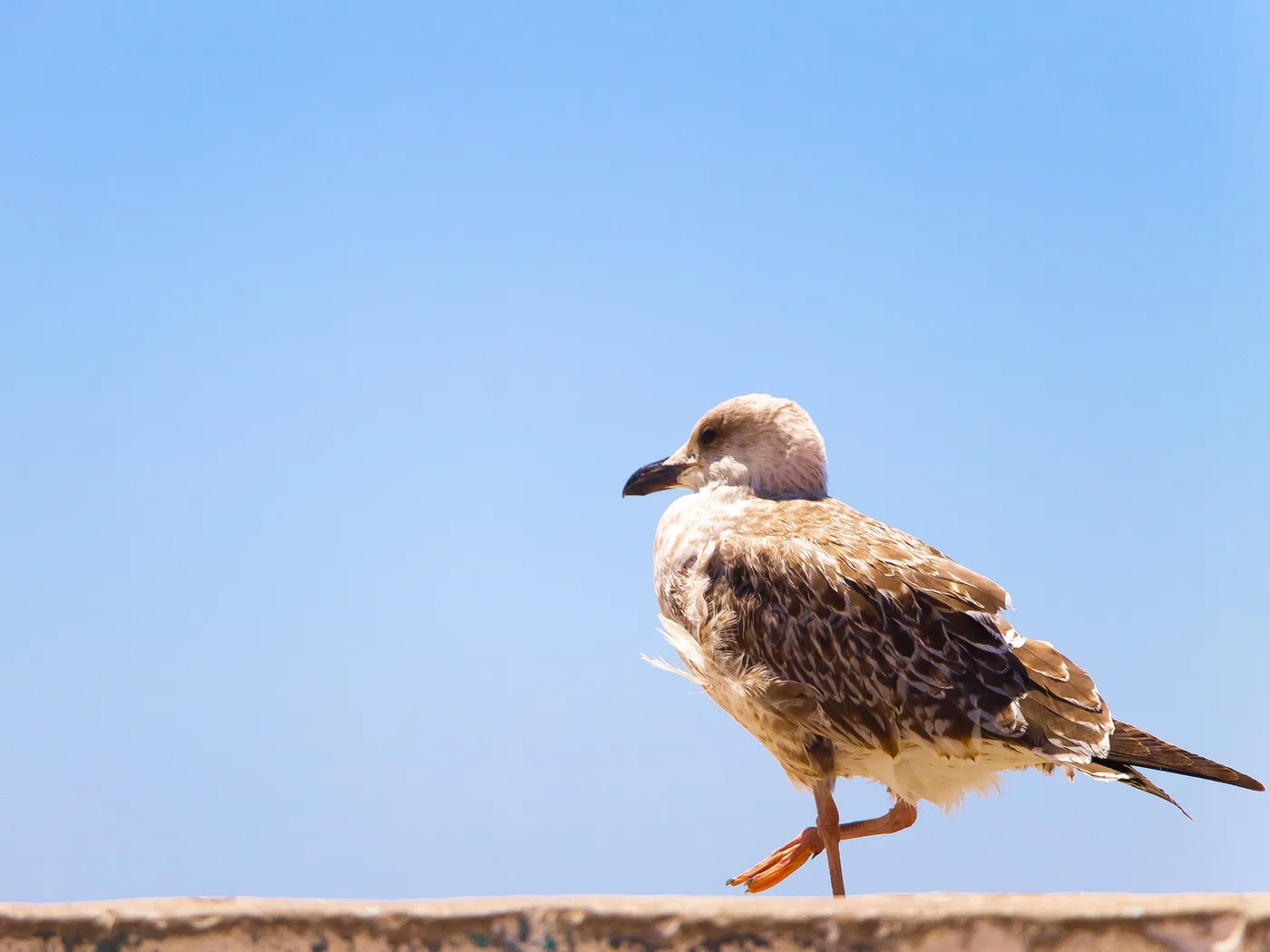 Pas de côté, Jeune mouette marchant sur un muret, pattes croisées, ciel bleu