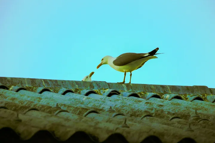 Baiser volé, Deux mouettes bec à bec sur un toit de tuiles, ciel turquoise