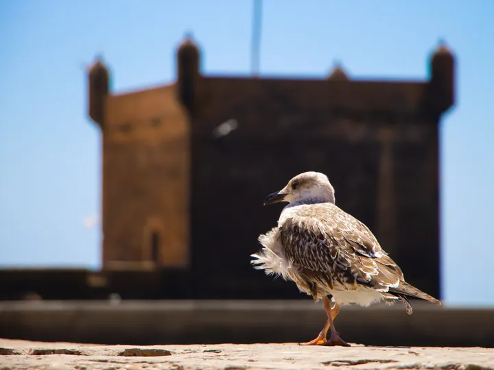 La sentinelle, Jeune mouette devant un bastion des remparts d'Essaouira