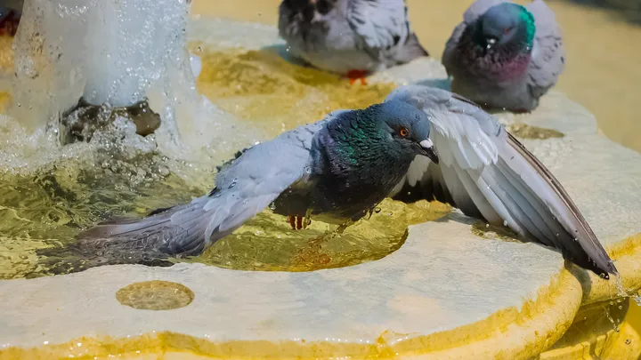 Le bain des pigeons, Pigeons se baignant dans une fontaine, ailes ouvertes