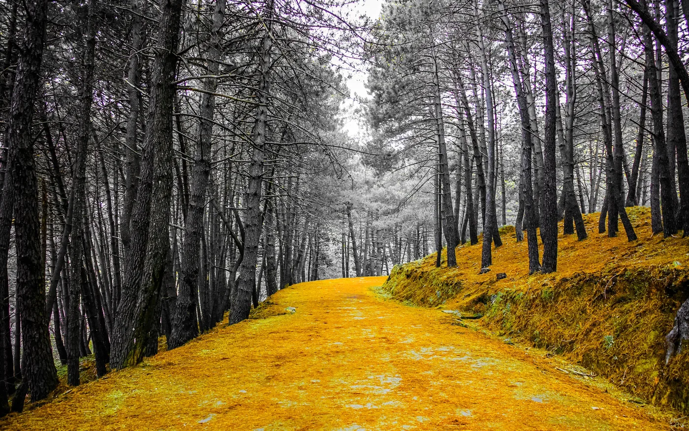 Chemin doré, Sentier doré entre des pins aux troncs gris