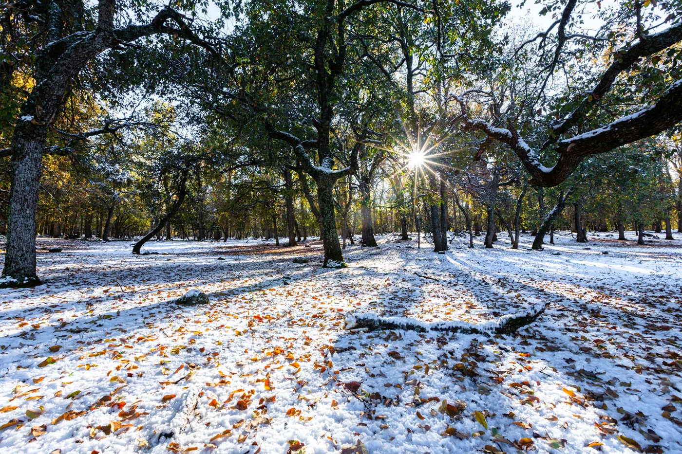 Forêt sous la neige, Forêt enneigée à Ifrane, soleil entre les arbres
