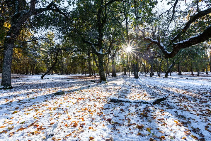 Forêt sous la neige, Forêt enneigée à Ifrane, soleil entre les arbres