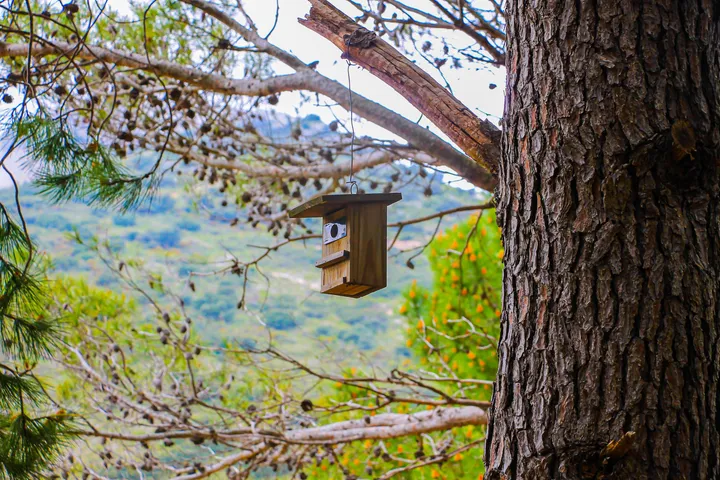Le nichoir, Nichoir en bois suspendu à une branche de pin