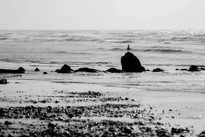Le rocher, Rocher isolé dans les vagues avec un oiseau, noir et blanc