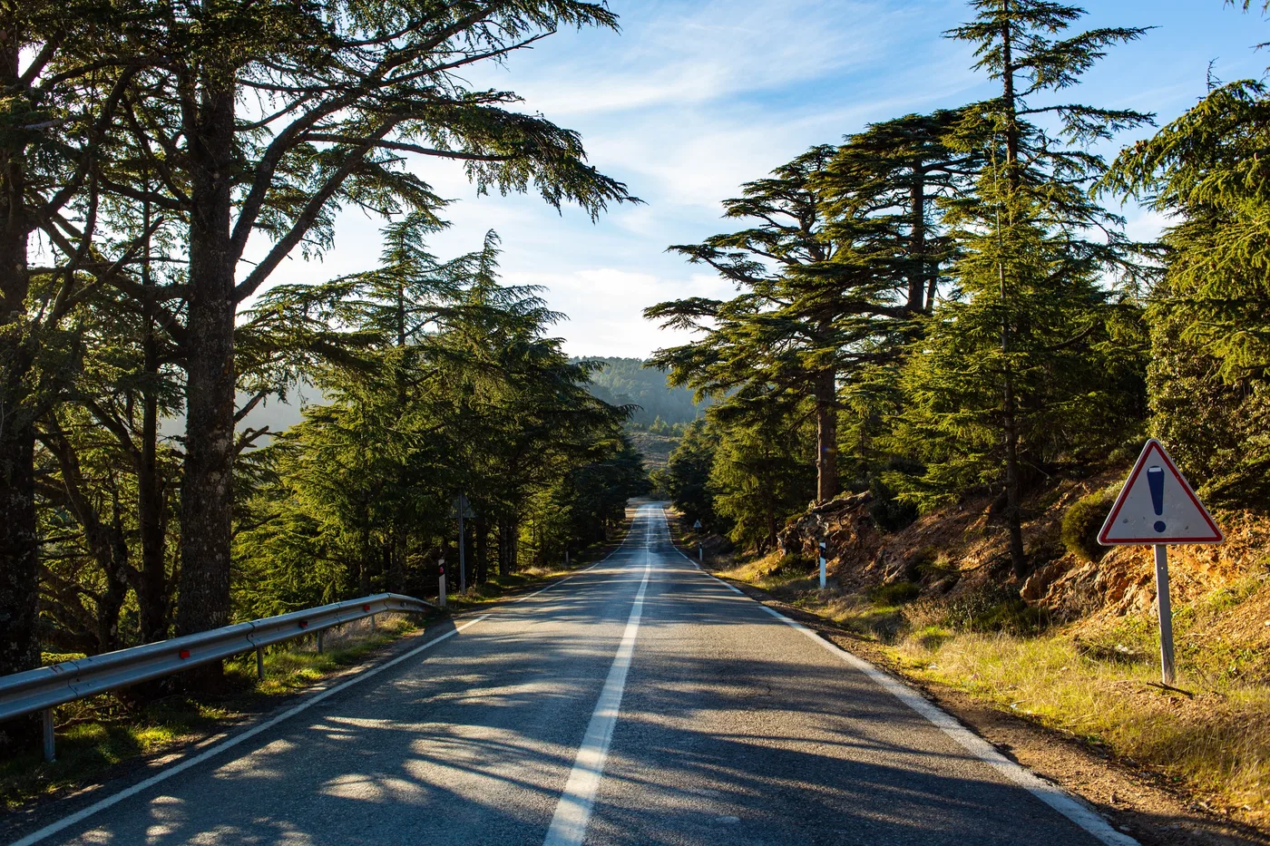 La route des cèdres, Route à travers une forêt de cèdres ensoleillée