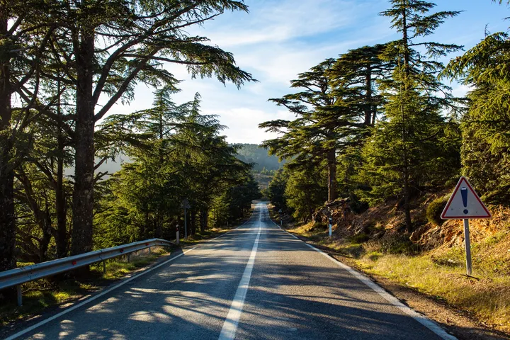 La route des cèdres, Route à travers une forêt de cèdres ensoleillée