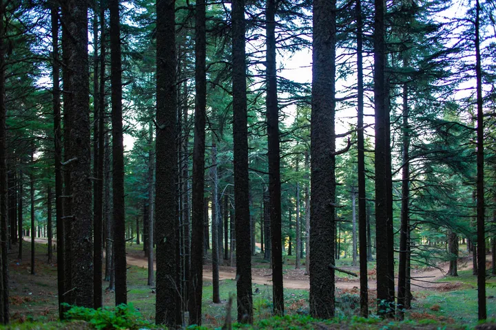 Cathédrale de cèdres, Troncs droits de cèdres dans un sous-bois