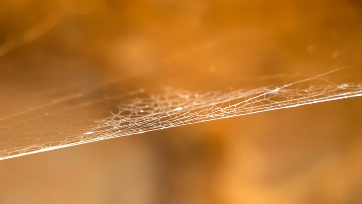 Fil d'or, Toile d'araignée en diagonale sur fond flou orange
