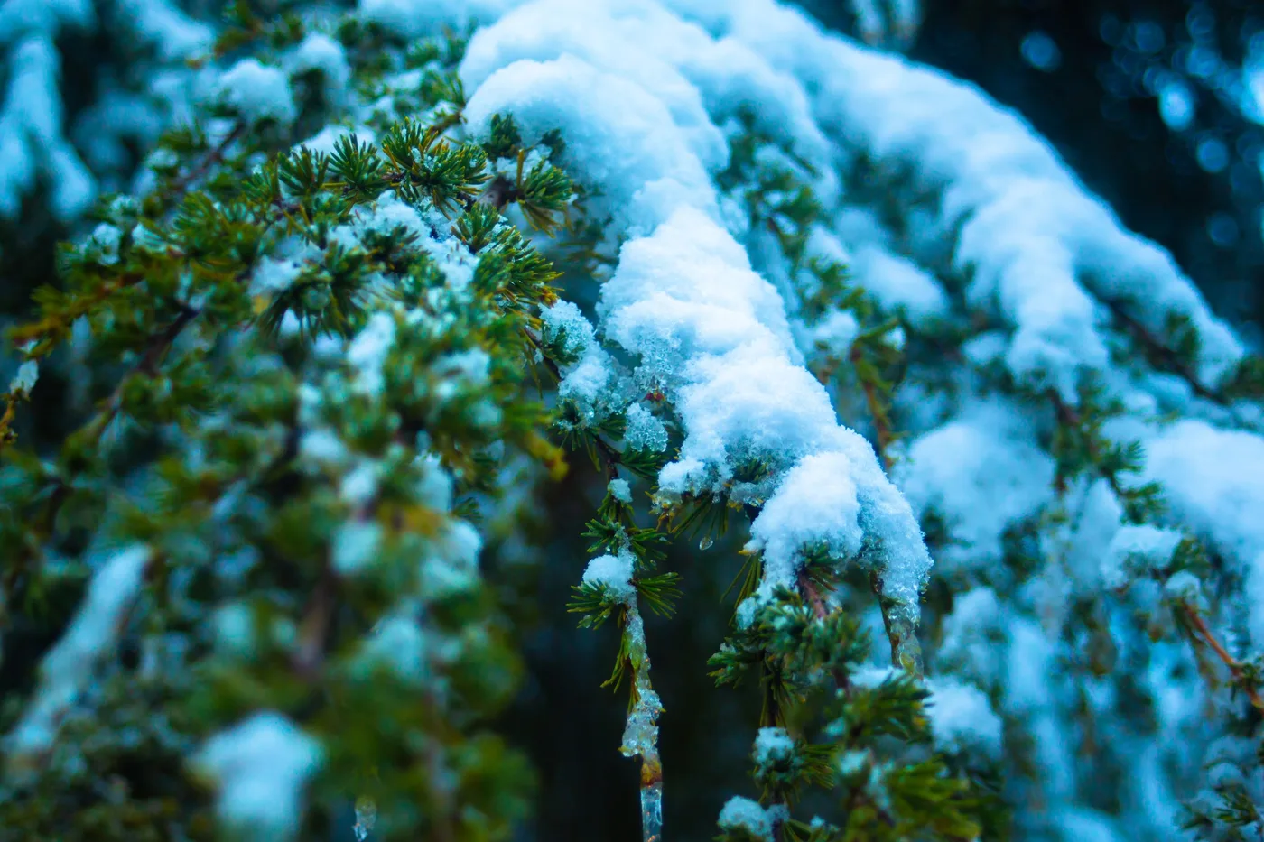 Branches sous la neige, Branches de cèdre couvertes de neige en gros plan