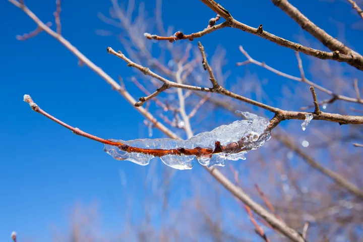 Glace sur la branche, Branche prise dans la glace devant un ciel bleu profond