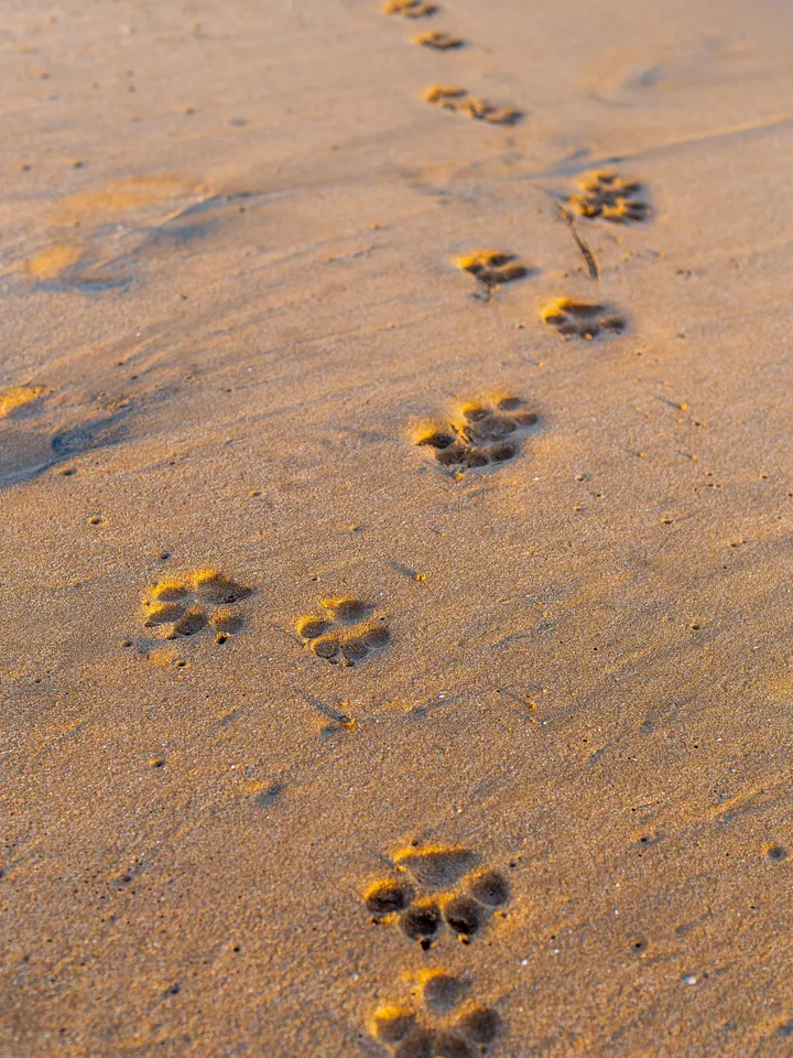 Empreintes, Empreintes de pattes d'animal dans le sable doré