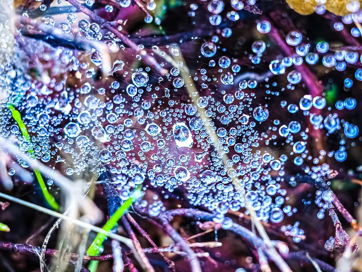 Perles de rosée, Gouttes de rosée sur une toile d'araignée, reflets bleus et violets