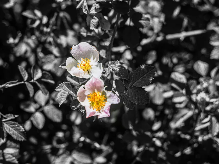 Églantine, Fleurs d'églantier en couleur sur un feuillage noir et blanc